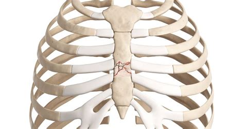 Sternum Fracture Symptoms Causes And Treatment