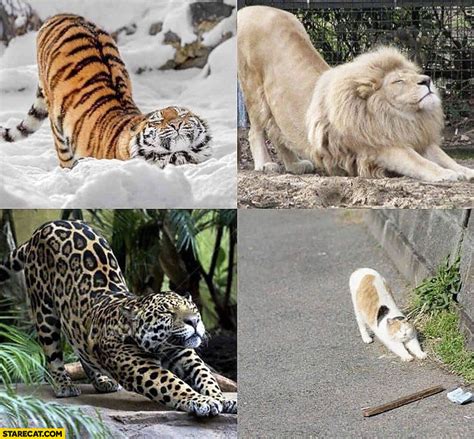 Cats Stretching Tiger Lion Cheetah Cat