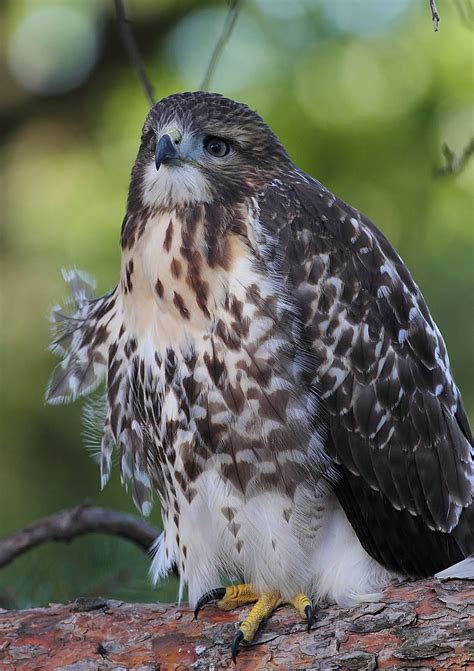 Shore birds are difficult, any opinions appreciated. Ann Brokelman Photography: Cooper Hawk and Red Tailed Hawk ...