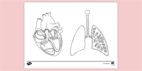 Free Anatomy Colouring Book Page - Colouring - KS1