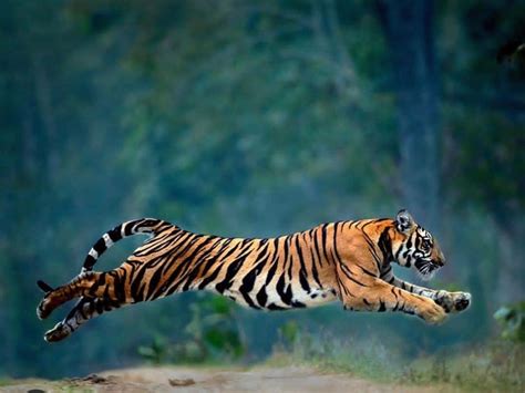 Psbattle Tiger At Full Stretch Photoshopbattles