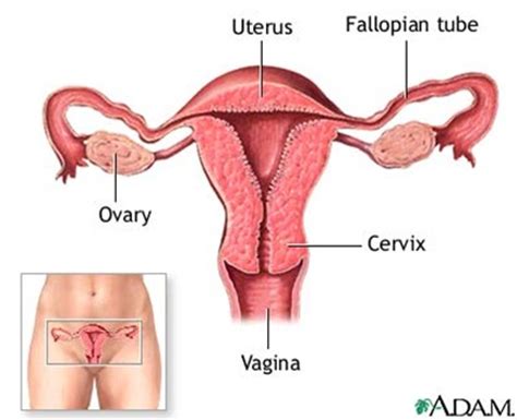 The female reproductive system is made up of the internal and external sex organs that function in reproduction of new offspring. Vagina Owner's Manual : Anatomy: Internal reproductive system