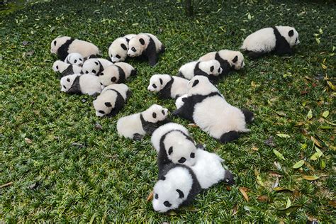 Gallery Giant Pandas No Longer ‘endangered Caixin Global