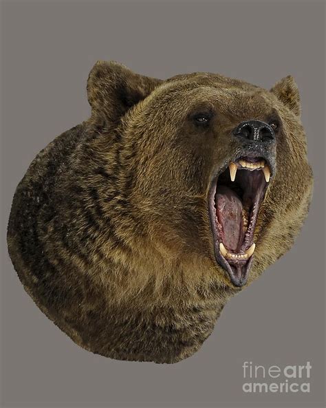 Grizzly Bear Photograph By Wildlife Fine Art Fine Art America