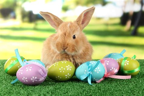 Easter Egg Hunts And Bunny Brunches Sf Bay Area 2019 Guide San Rafael