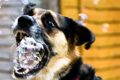 Rabid dog | Foaming at the mouth | Tony da Franca | Flickr