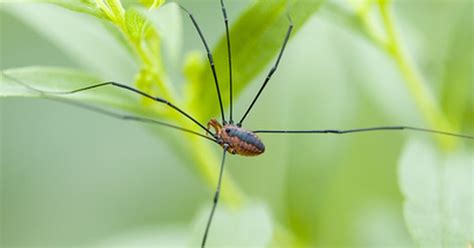 In arid parts of arizona, latrodectus spiders. Poisonous Spiders & Insects in Michigan | eHow UK
