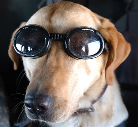 Dog Sunglasses Buying Guide Find The Best Doggles And Other Brands