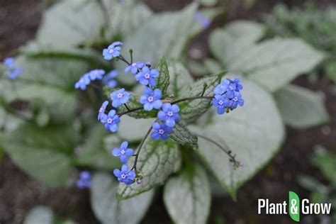 Brunnera Macrophylla Jack Frost Plant And Grow