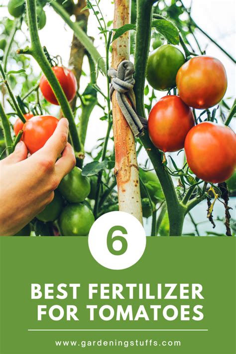 6 Best Fertilizer For Tomatoes Reviewed In 2024