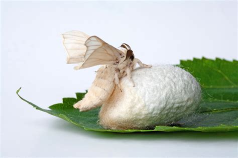 The Ancient History Of Silk Making And Silkworms