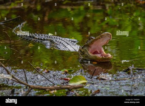 Alligator In The Swamp Stock Photo Alamy