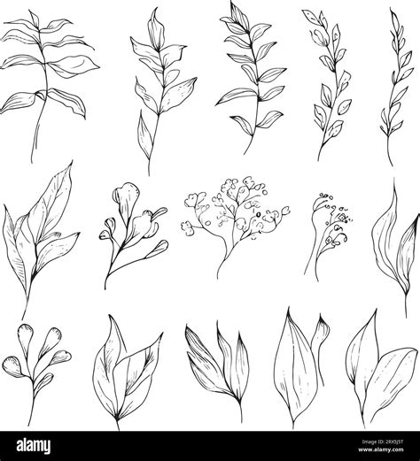Hand Drawn Botanical Craft For Printing Single Line Art Botanical
