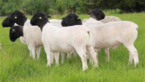 Learn vocabulary, terms and more with flashcards, games and other study tools. Dorper Sheep | Learn Natural Farming