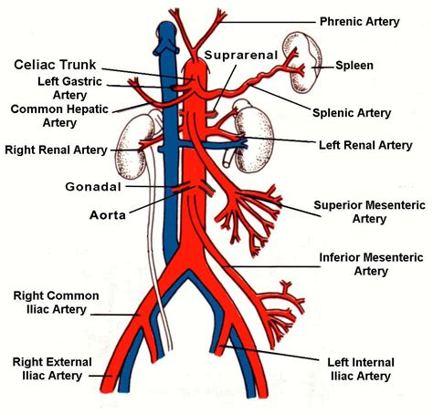 The incidence of anatomical variations regarding celiac trunk. practical 2 - Anatomy & Physiology 223 with Cummings at ...