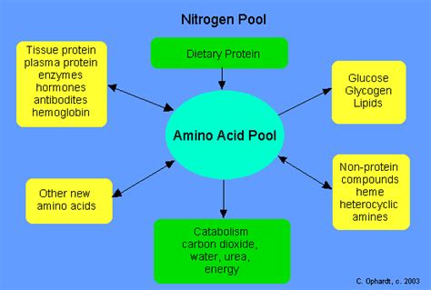 Nitrogen balance is a measure of nitrogen input minus nitrogen output. Phimaimedicine: 660. สมดุลของไนโตรเจน (Nitrogen balance ...