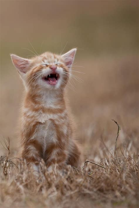 Laughing Kitten Pet Photography Pinterest