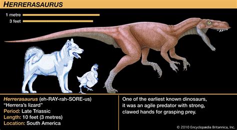 Herrerasaurus Triassic Period Carnivorous Early Dinosaur Britannica