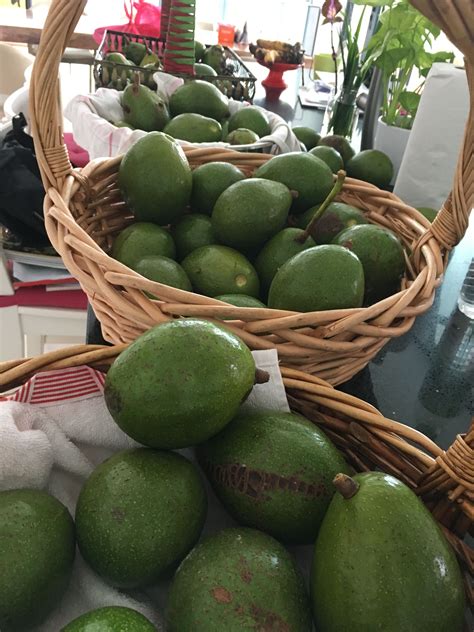 Which scions do you choose for your avocado rootstocks? Avocado from Malaysia | Fruit, Watermelon, Avocado
