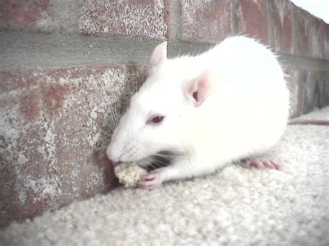 Filealbino Pet Rat Wikimedia Commons