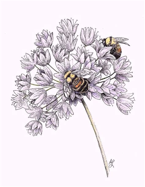 Bumble Bee On Flower Drawing