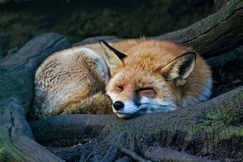 Where Do Foxes Sleep Sleepy Kingdom