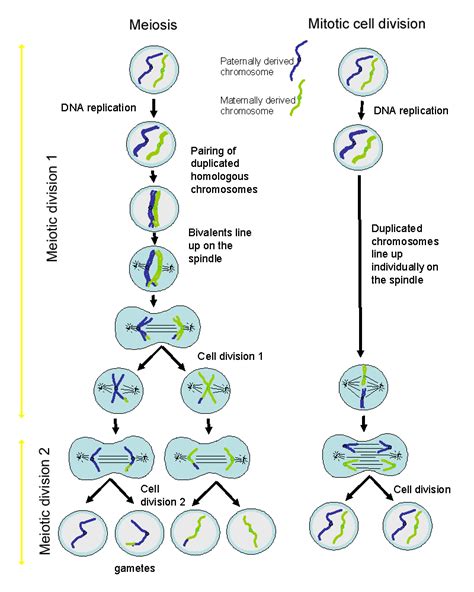 How Many Daughter Cells Are Produced In Meiosis Examples And Forms