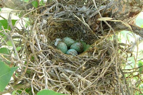 Photo Gallery Of Wild Bird Nests And Eggs
