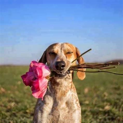 So in honor of the cuteness of puppies, we've put together 50 of the cutest faces we could find. Dog's World and Encyclopedia: Puppie Dogs Holding a ...