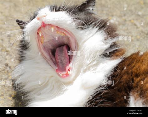Domestic Cat Yawning Showing Teeth Tongue And Papillae Stock Photo Alamy