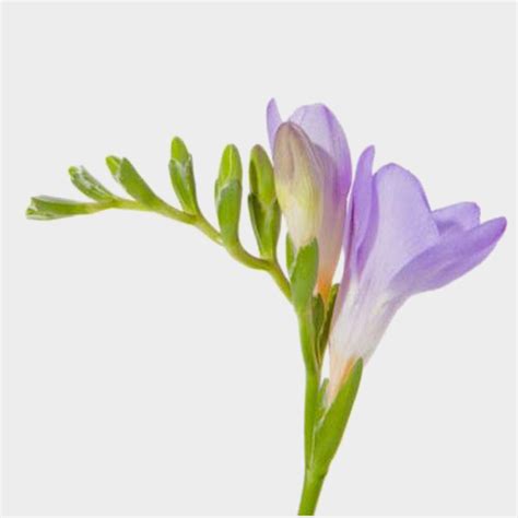 Purple Freesia Flowers