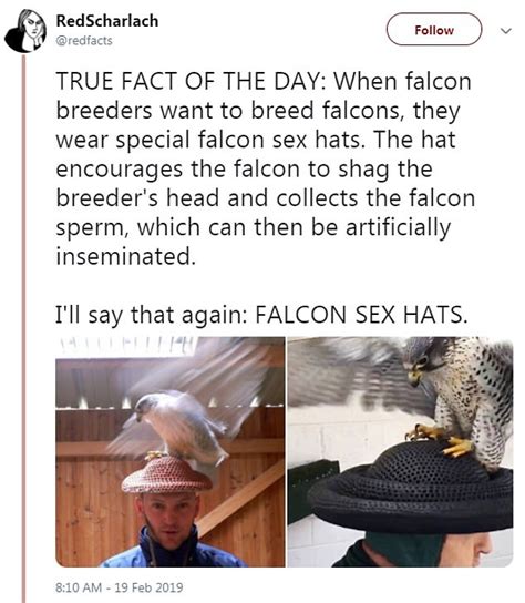 Breeders Use Falcon Sex Hats To Collect Bird Semen Daily Mail Online