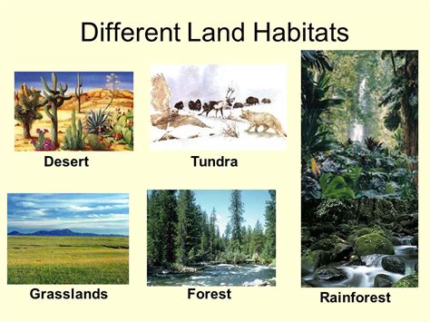 Some Information About the Various Habitats of Plants,Various Habitats