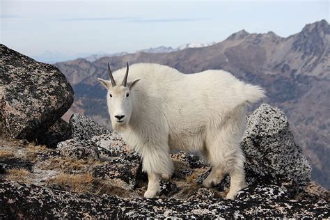 Learn about the nine facts about cashmere from naadam. Central Asia Large Mammals: Victims of (Cashmere) Fashion ...