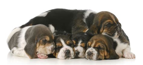 The first puppy often takes the longest to be born; Stages of Dog Labor - Pet Ponder
