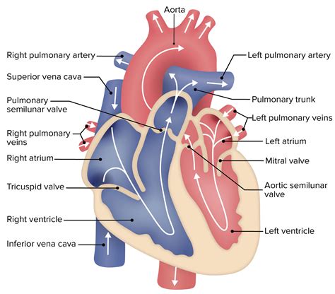 Heart Anatomy Concise Medical Knowledge