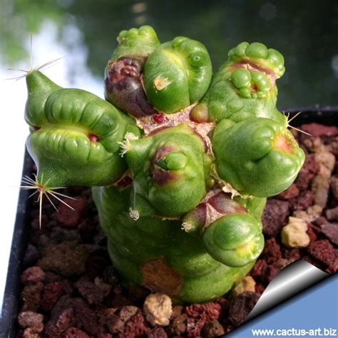 Traditional removal techniques have several drawbacks including prolonged time for complete removal and incomplete removal. Mammillaria bocasana cv Fred