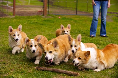 Ask questions and learn review how much corgi puppies for sale sell for below. Corgi Puppies 54 | Daniel Stockman | Flickr