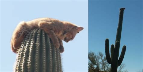The cactus in question here is commonly referred to as the jumping cholla. Video: Bobcat Escapes Mountain Lion by Jumping atop 40 ...