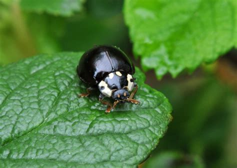 Black Little Beetle Bug 4 Betting Tips