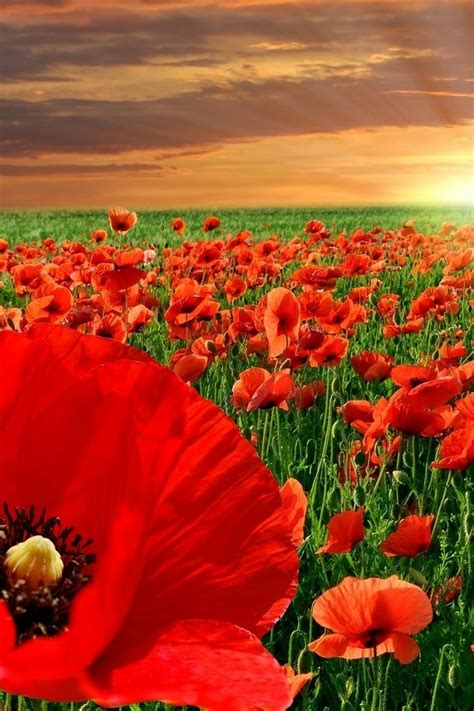 Behind them was the dark forest they had passed safely through, although they had suffered many discouragements. 120 best images about Wizard Of Oz ♡ on Pinterest ...