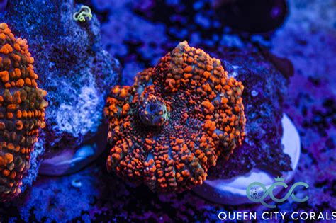 Fiery Orange Rhodactis Mushroom Queen City Corals