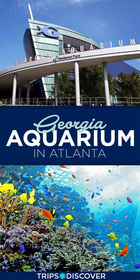Experience Life Under The Sea When Visiting The Georgia Aquarium