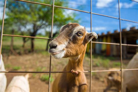 Dairy goat breeds LaMancha elf ears - Farminence