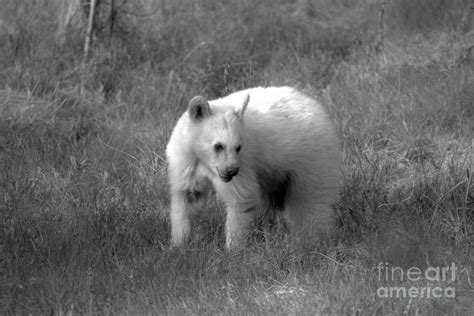 Rare White Black Bear Black And White Photograph By Adam Jewell Pixels