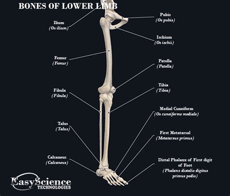 Human Bones Of Lower Limb Easyscience Technologies