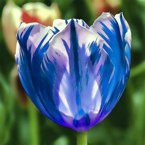 Pin By Cathie Cook On Tulips Blue Tulips Tulips Flowers Flower Pictures