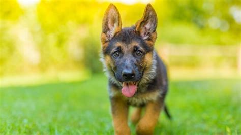 Miniature German Shepherd 11 Pocket Sized Facts You Need To Know