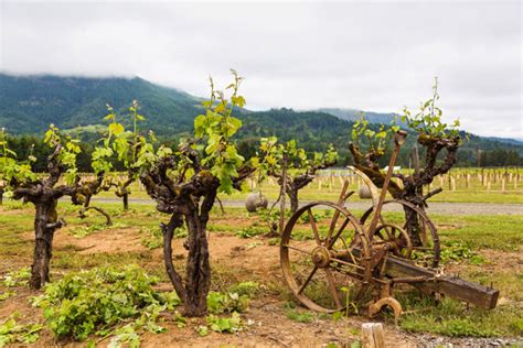 Umpqua Valley Vineyard Grape Vines Capiche Wine Marketing And Pr
