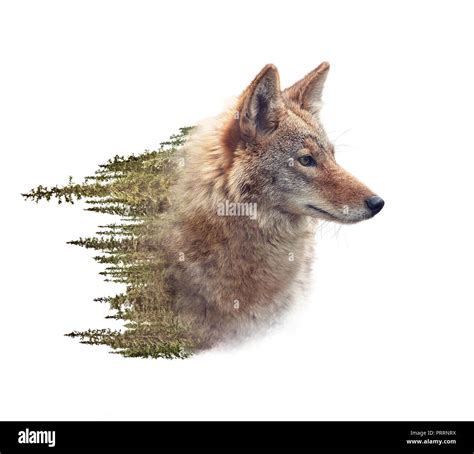 Double Exposure Of Coyote Portrait And Pine Forest On White Background